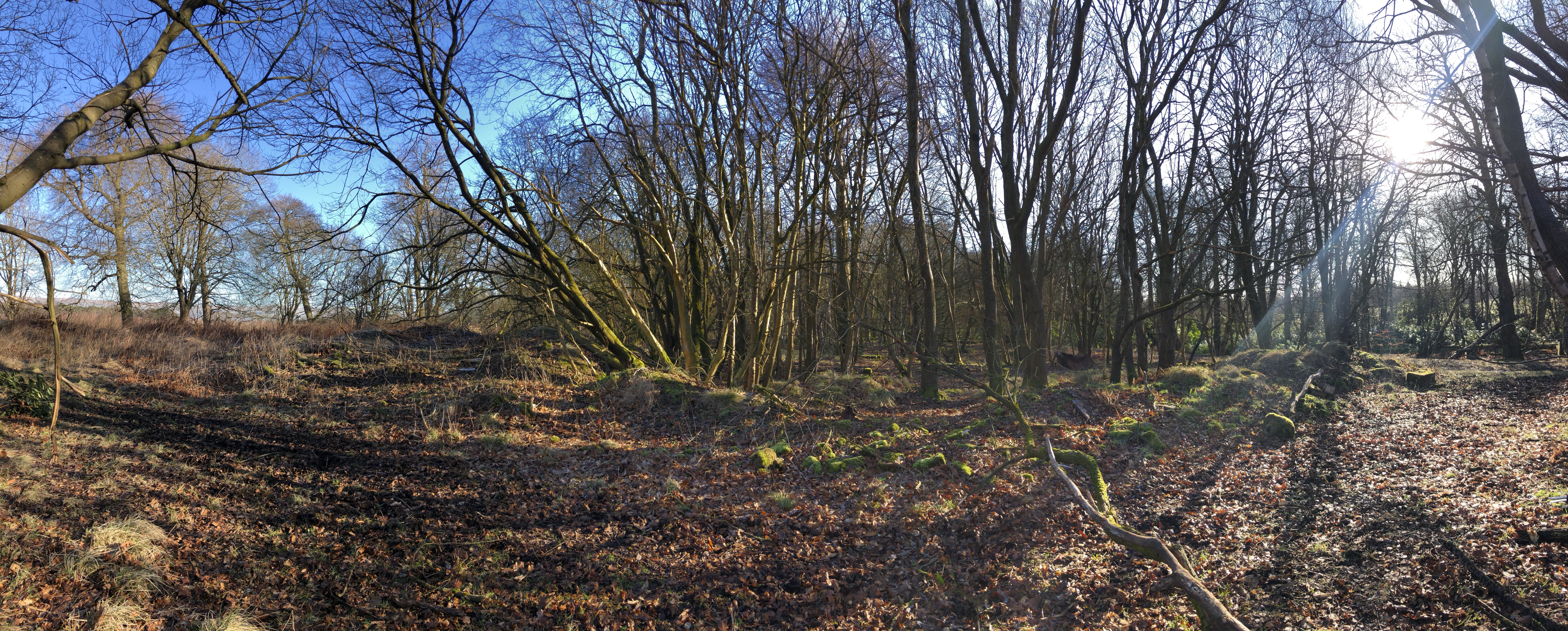 Panoramic view of trail through woods