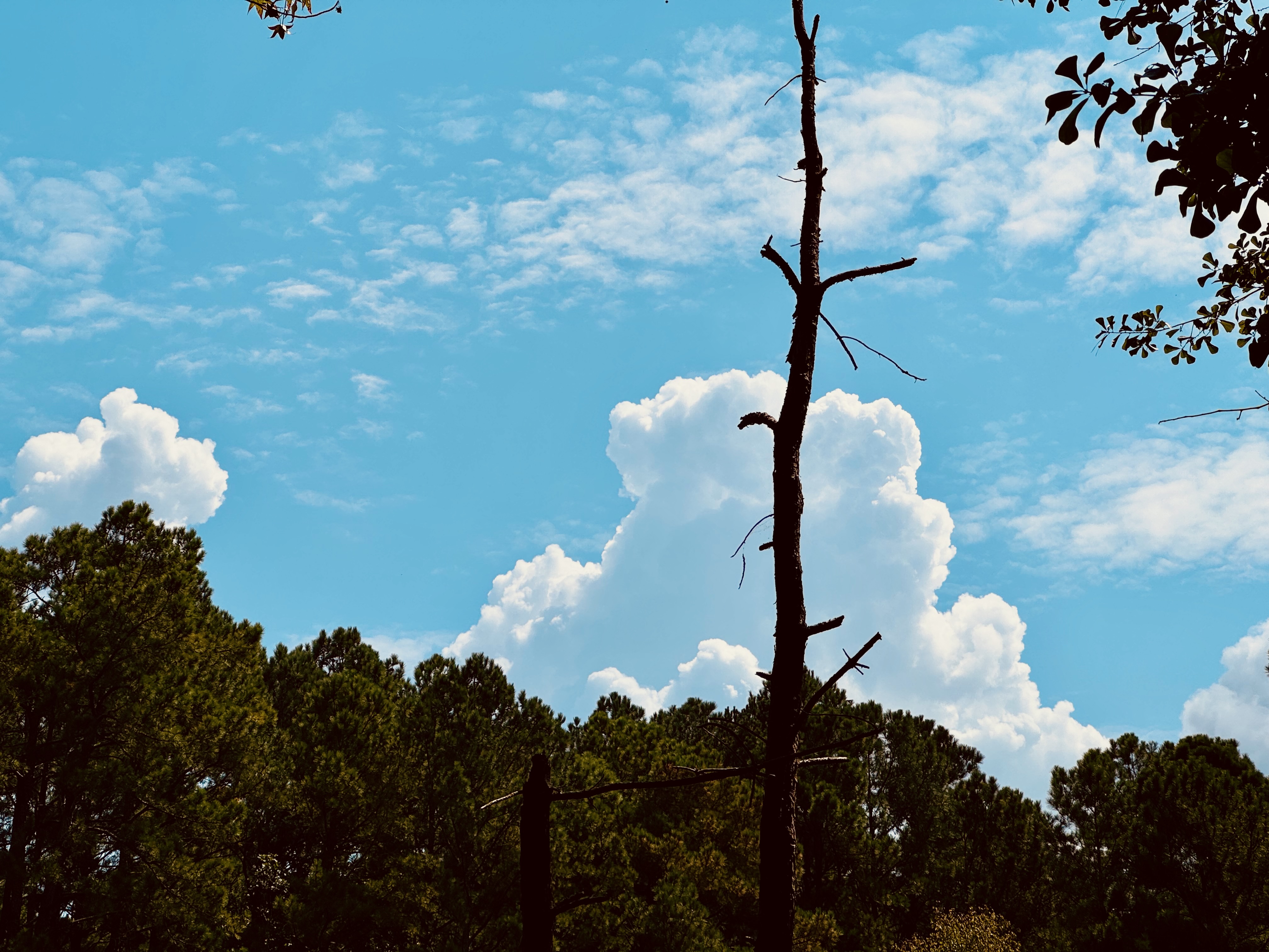 No great merit in it if it’s mechanical