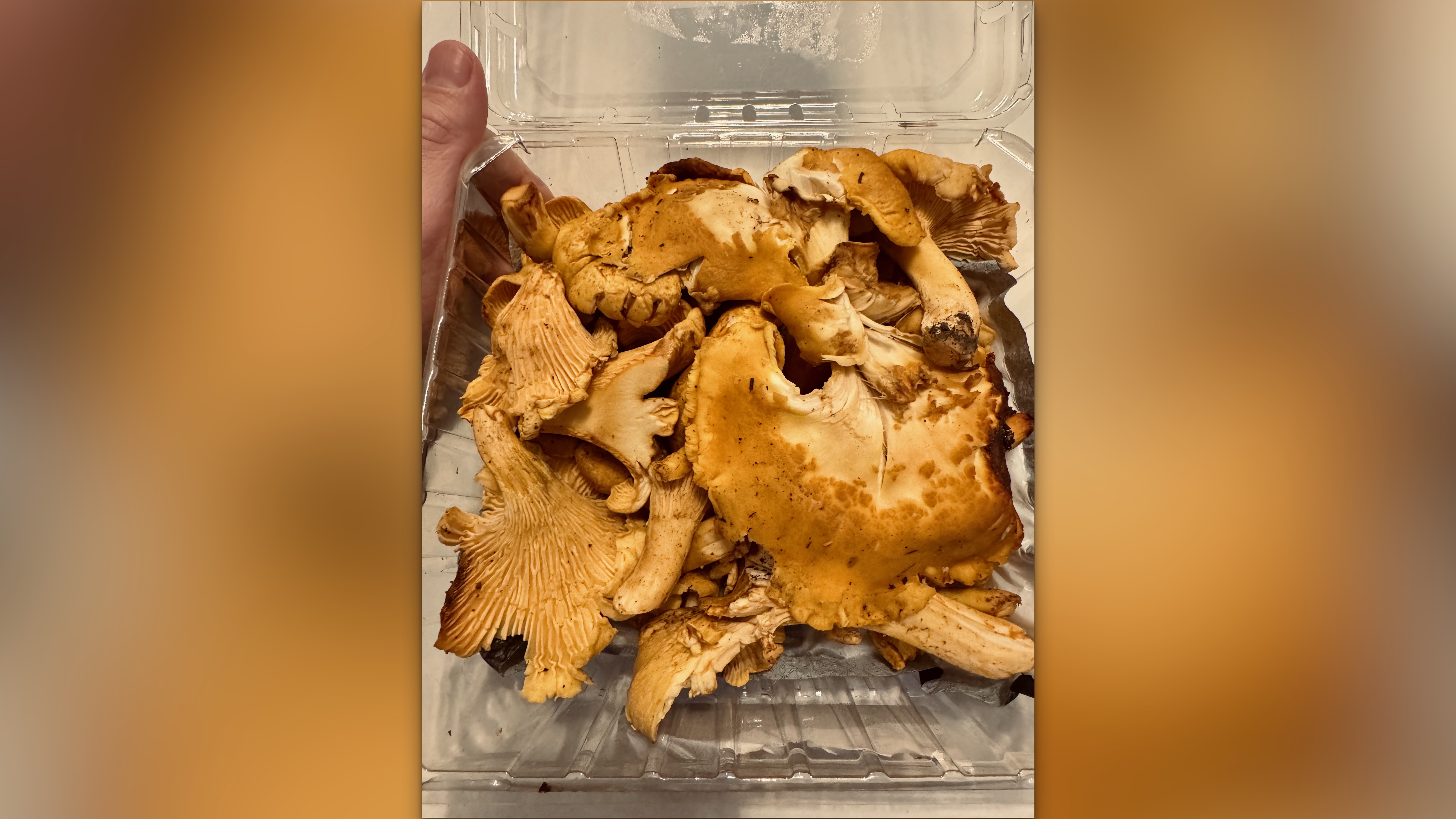 chantrelles feature